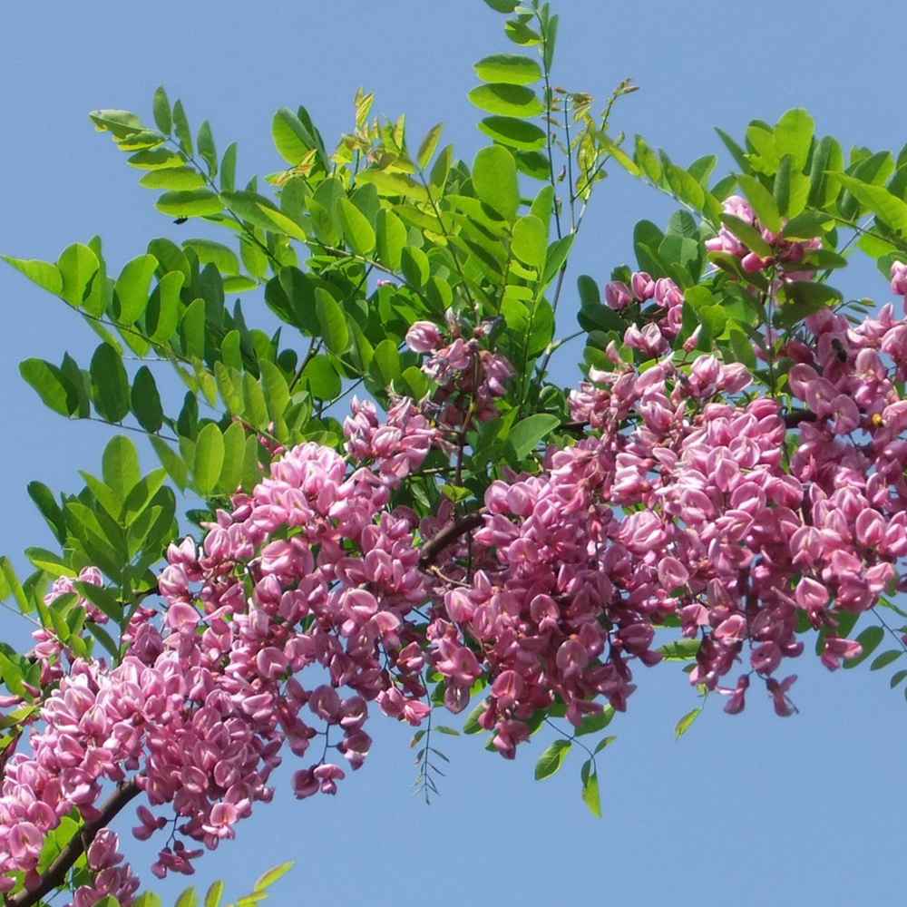 Salcam Pink Cascade, arbore ornamental cu flori roz parfumate, crestere rapida, rezistent la frig