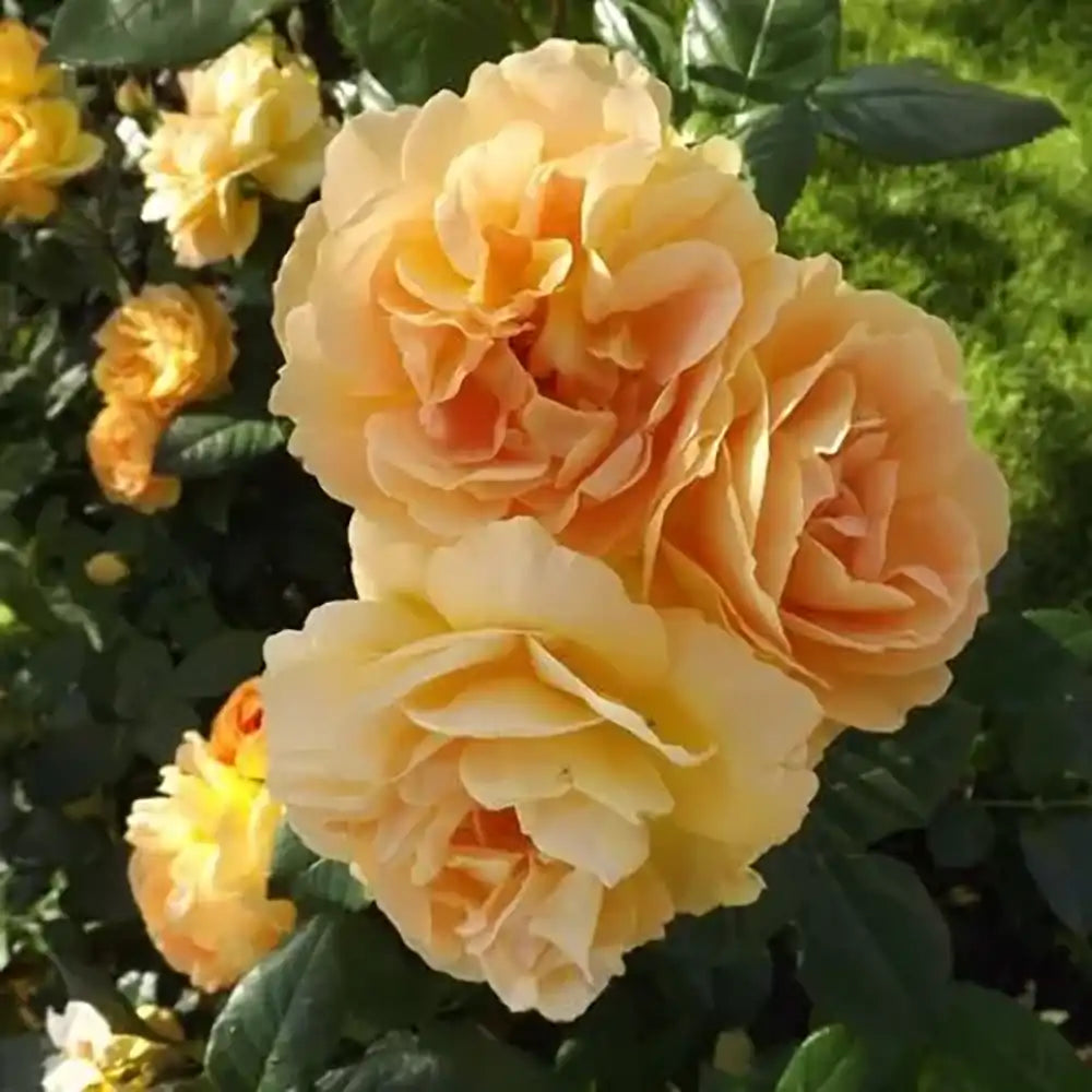 Trandafir Floribunda apricot-portocaliu Creme Brulee, cu inflorire repetata