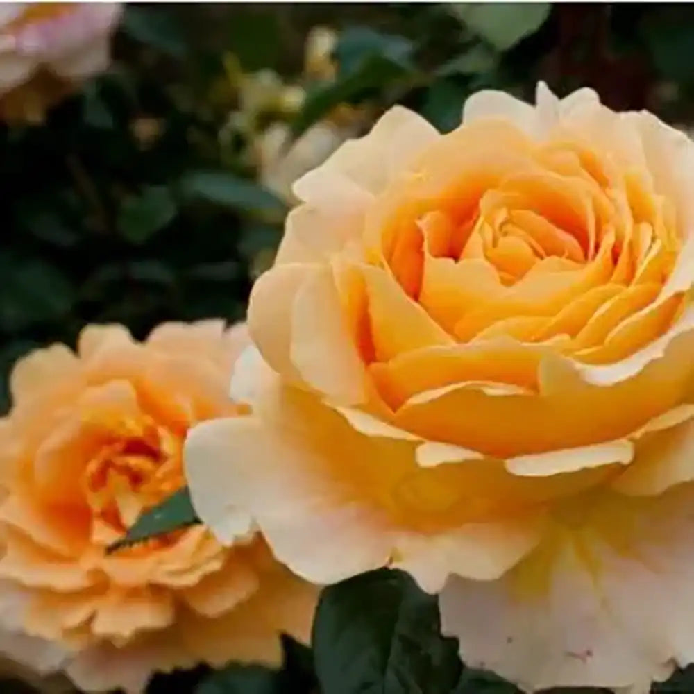 Trandafir Floribunda apricot-portocaliu Creme Brulee, cu inflorire repetata