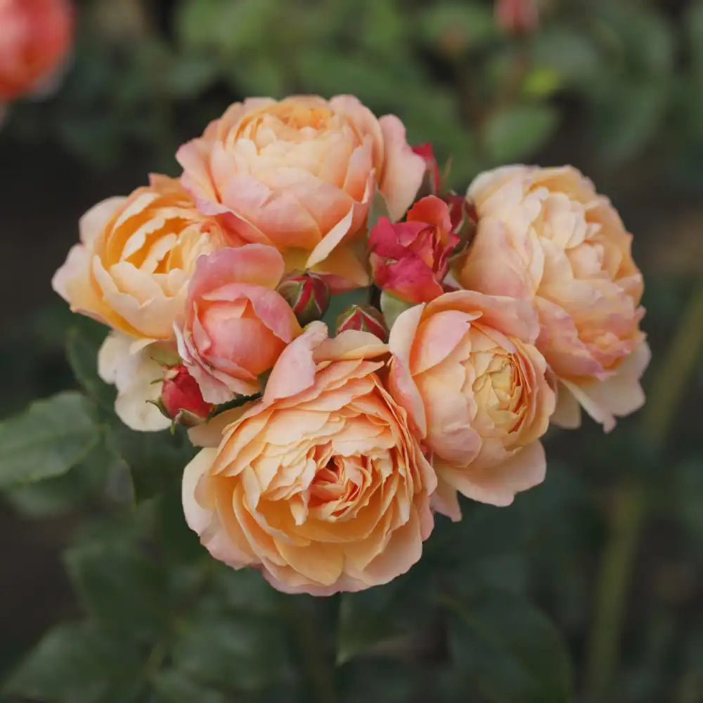 Trandafir Floribunda apricot-portocaliu Creme Brulee, cu inflorire repetata