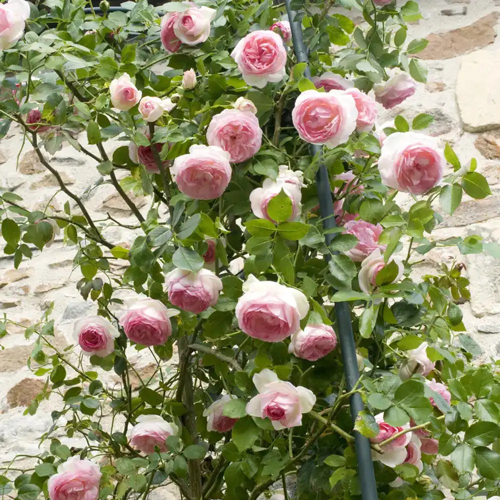 Trandafir Catarator alb cu inima roz Edenrose 85, cu inflorire repetata