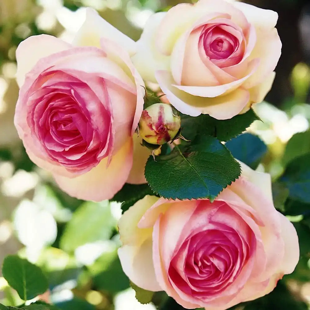 Trandafir Catarator alb cu inima roz Edenrose 85, cu inflorire repetata