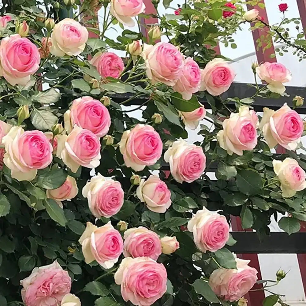 Trandafir Catarator alb cu inima roz Edenrose 85, cu inflorire repetata