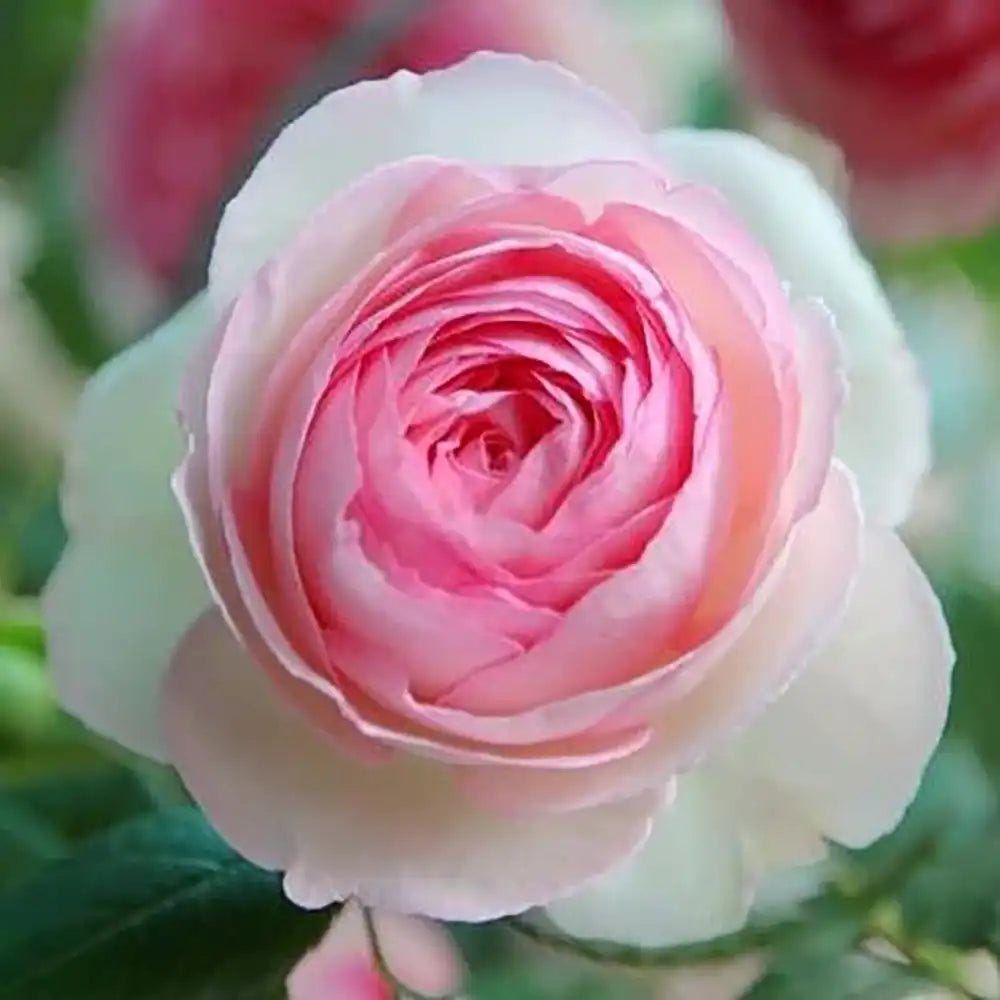 Trandafir Catarator alb cu inima roz Edenrose 85, cu inflorire repetata