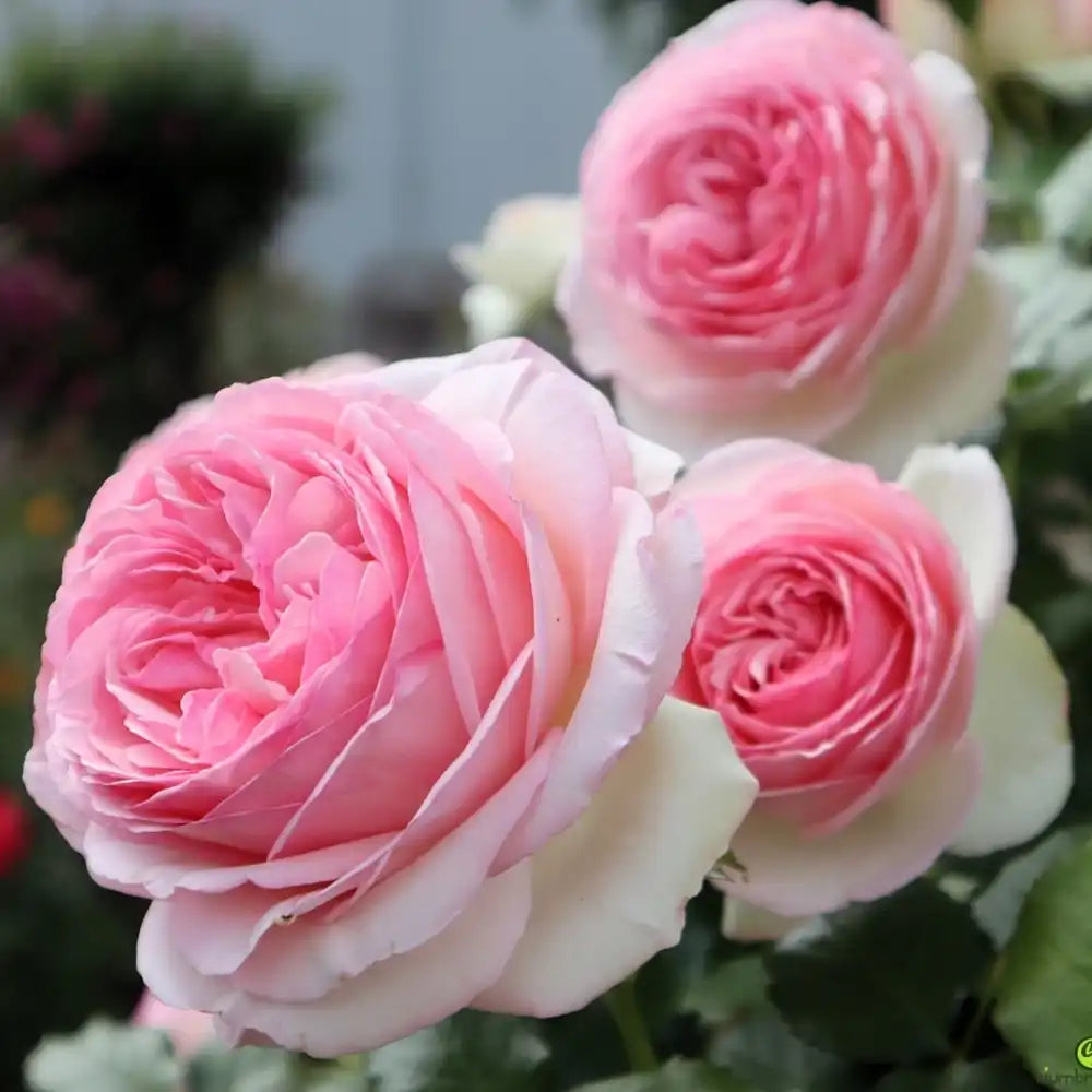 Trandafir Catarator alb cu inima roz Edenrose 85, cu inflorire repetata