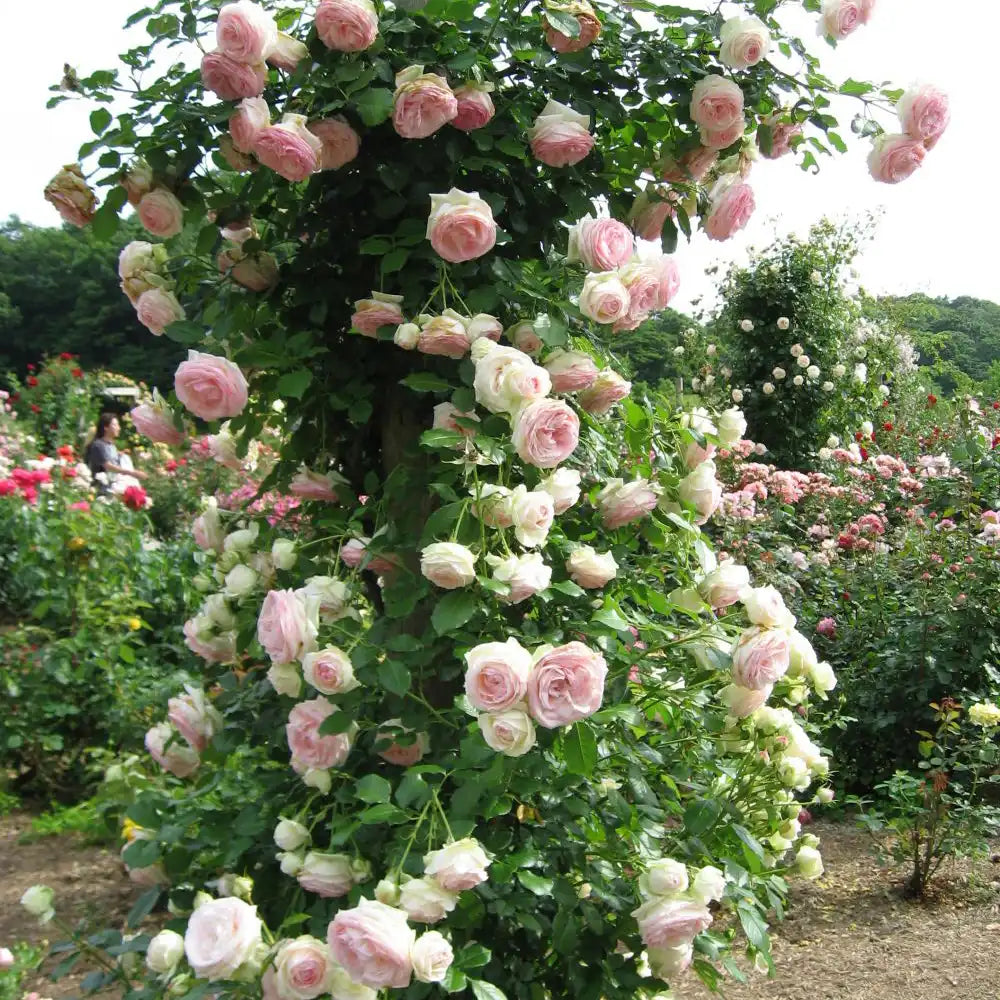 Trandafir Catarator alb cu inima roz Edenrose 85, cu inflorire repetata