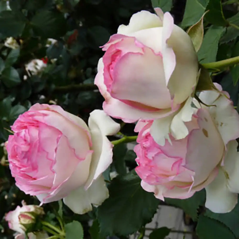 Trandafir Catarator alb cu inima roz Edenrose 85, cu inflorire repetata