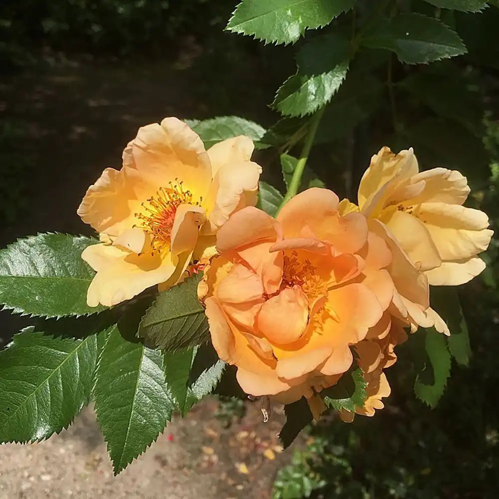 Trandafir Catarator auriu Maigold cu inflorire repetata