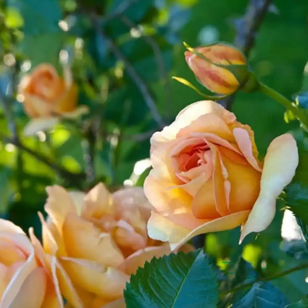 Trandafir Catarator auriu Maigold cu inflorire repetata