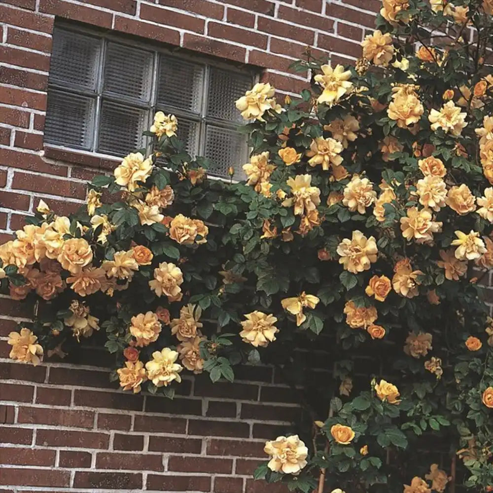 Trandafir Catarator auriu Maigold cu inflorire repetata