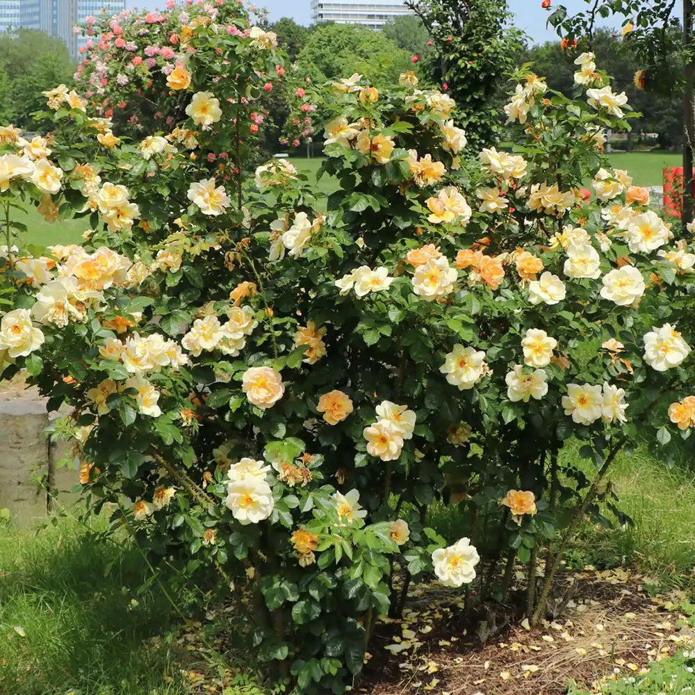 Trandafir Catarator auriu Maigold cu inflorire repetata