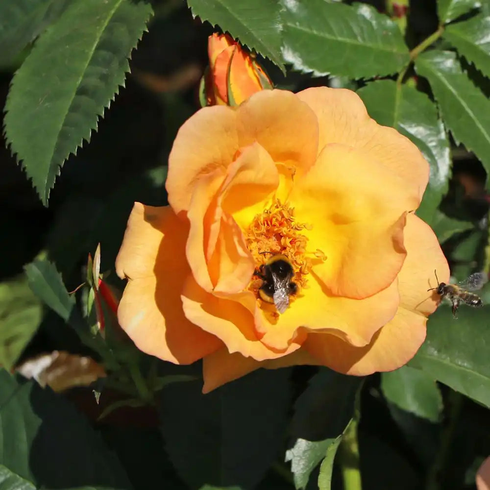 Trandafir Catarator auriu Maigold cu inflorire repetata