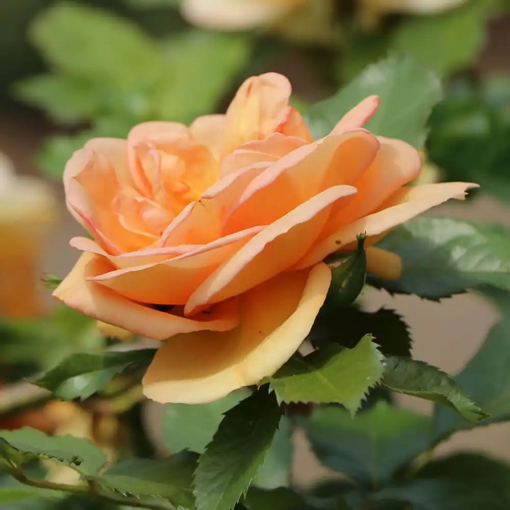 Trandafir Catarator auriu Maigold cu inflorire repetata