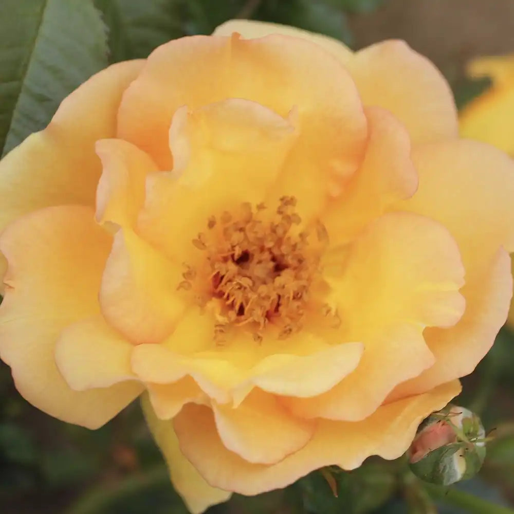 Trandafir Catarator auriu Maigold cu inflorire repetata