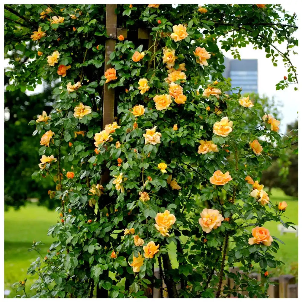 Trandafir Catarator auriu Maigold cu inflorire repetata