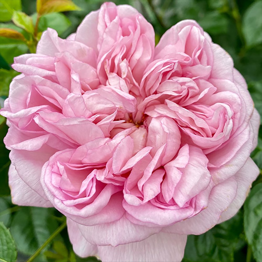 Trandafir Teahibrid roz-piersica Mauritia, parfum intens