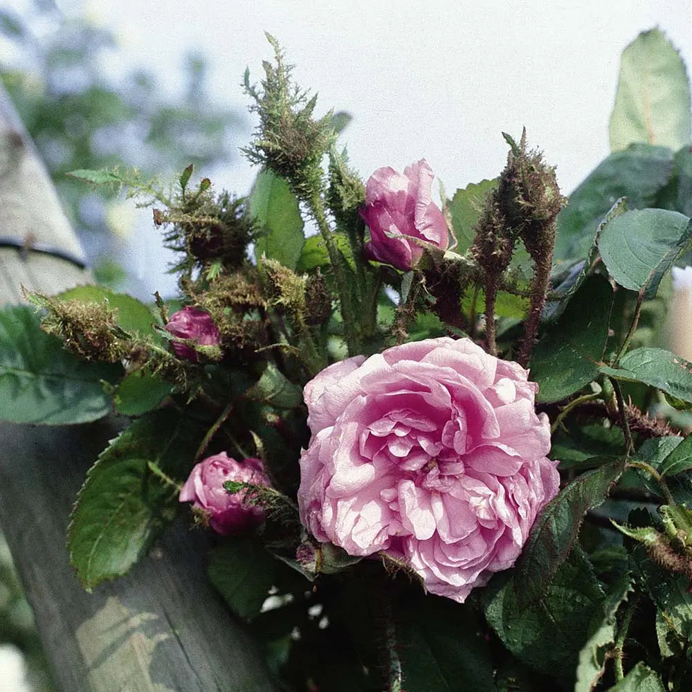 Trandafir Tufa roz Muscosa, cu inflorire repetata