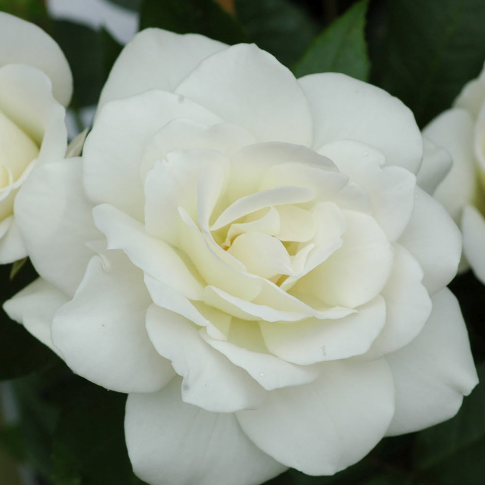 Trandafir Catarator Alb Schneewitchen, inflorire repetata