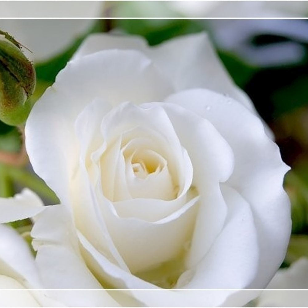 Trandafir Catarator Alb Schneewitchen, inflorire repetata