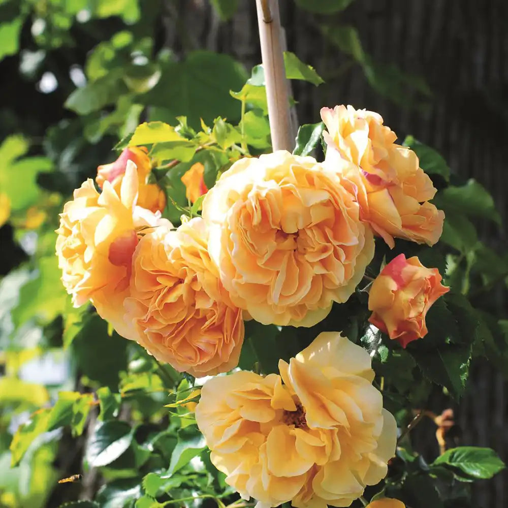 Trandafir Catarator galben-auriu-roz Starlet Lizzy, cu inflorire repetata si multiplu premiat