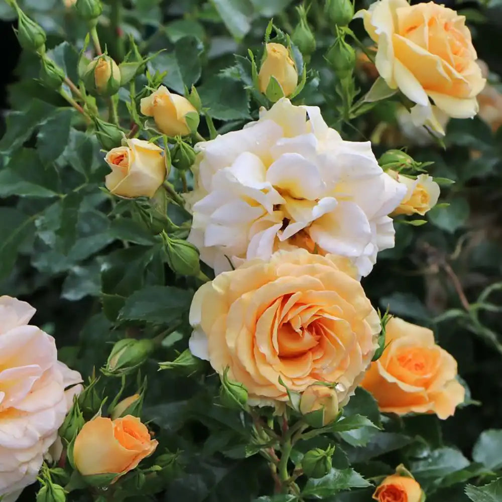 Trandafir Catarator galben-auriu-roz Starlet Lizzy, cu inflorire repetata si multiplu premiat