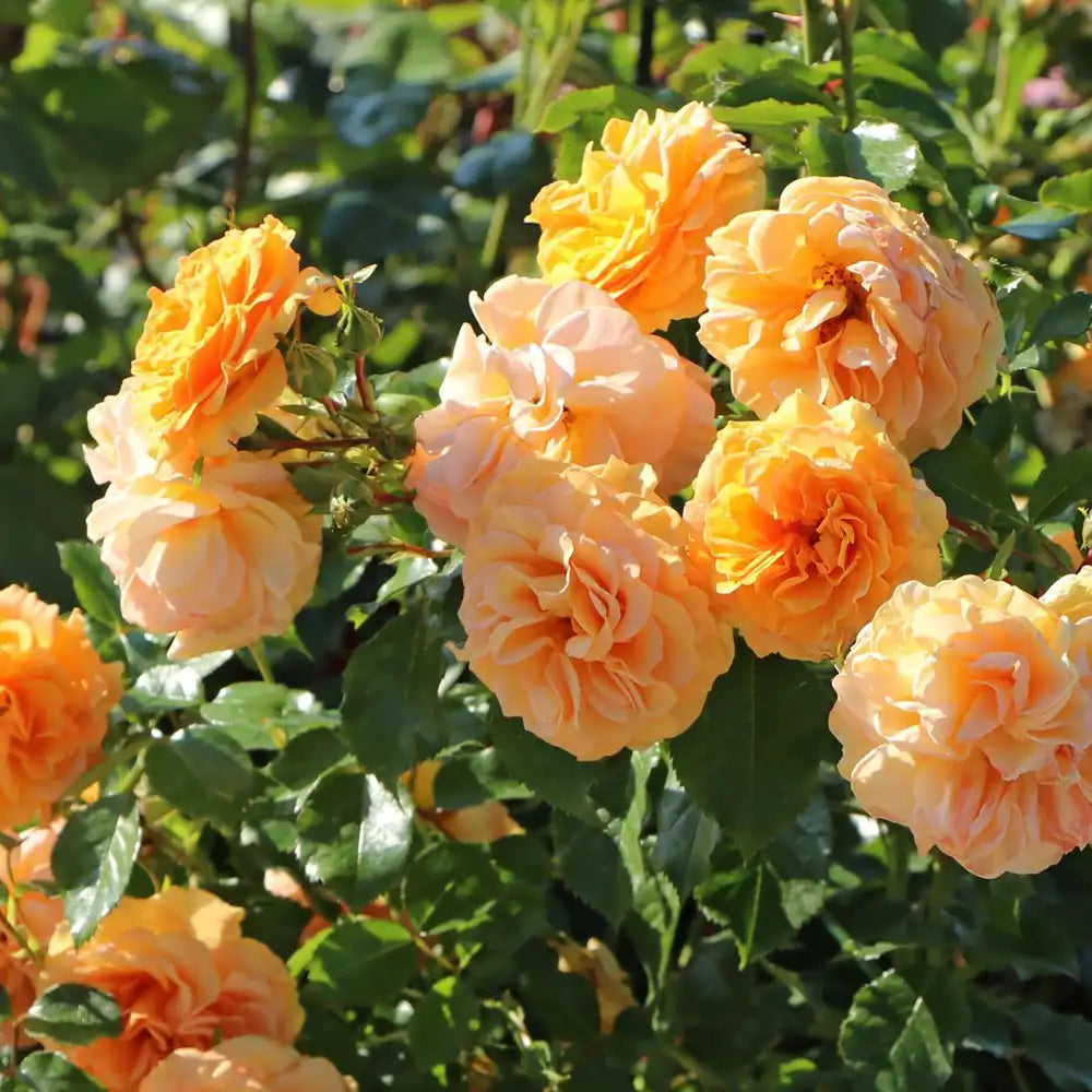 Trandafir Catarator galben-auriu-roz Starlet Lizzy, cu inflorire repetata si multiplu premiat