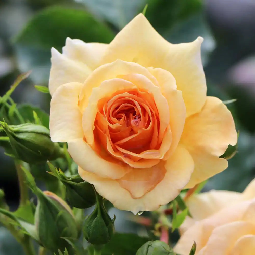 Trandafir Catarator galben-auriu-roz Starlet Lizzy, cu inflorire repetata si multiplu premiat