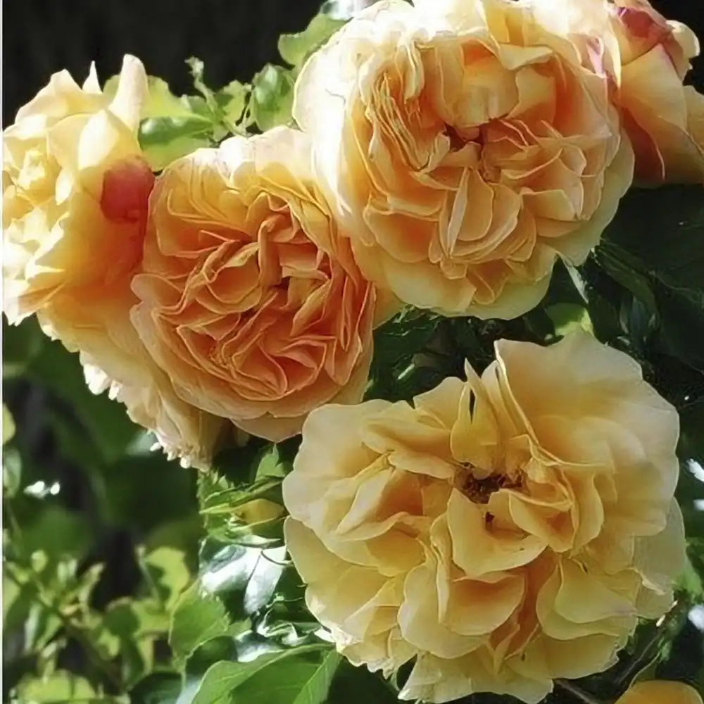 Trandafir Catarator galben-auriu-roz Starlet Lizzy, cu inflorire repetata si multiplu premiat