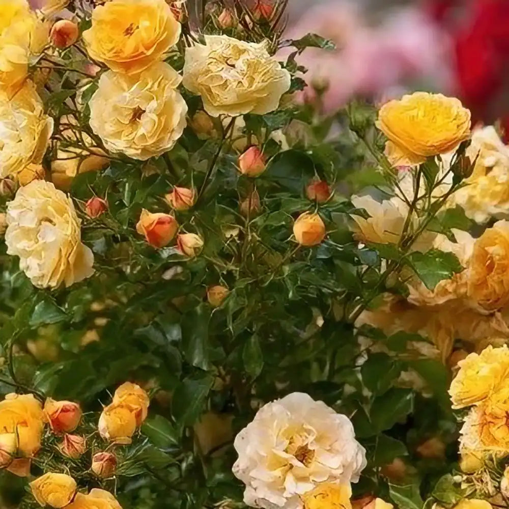 Trandafir Catarator galben-auriu-roz Starlet Lizzy, cu inflorire repetata si multiplu premiat