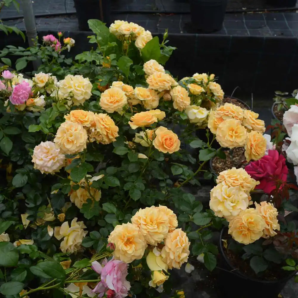 Trandafir Catarator galben-auriu-roz Starlet Lizzy, cu inflorire repetata si multiplu premiat