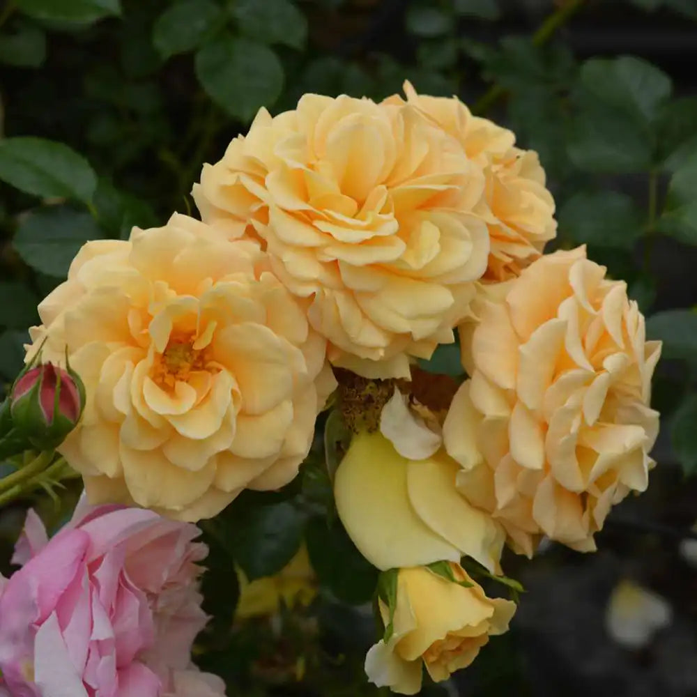 Trandafir Catarator galben-auriu-roz Starlet Lizzy, cu inflorire repetata si multiplu premiat