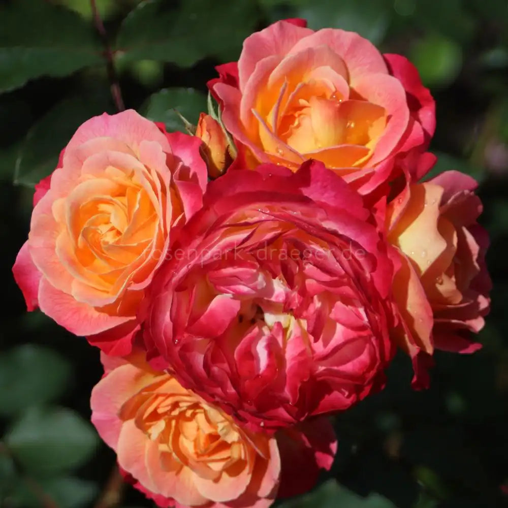 Trandafir Tufa apricot-roz-galben Tucan, cu inflorire repetata si parfum intens