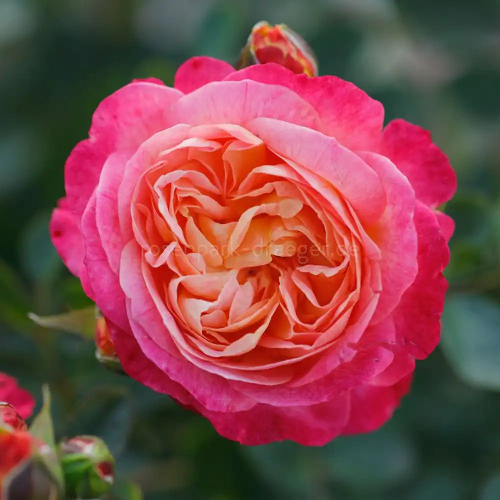 Trandafir Tufa apricot-roz-galben Tucan, cu inflorire repetata si parfum intens