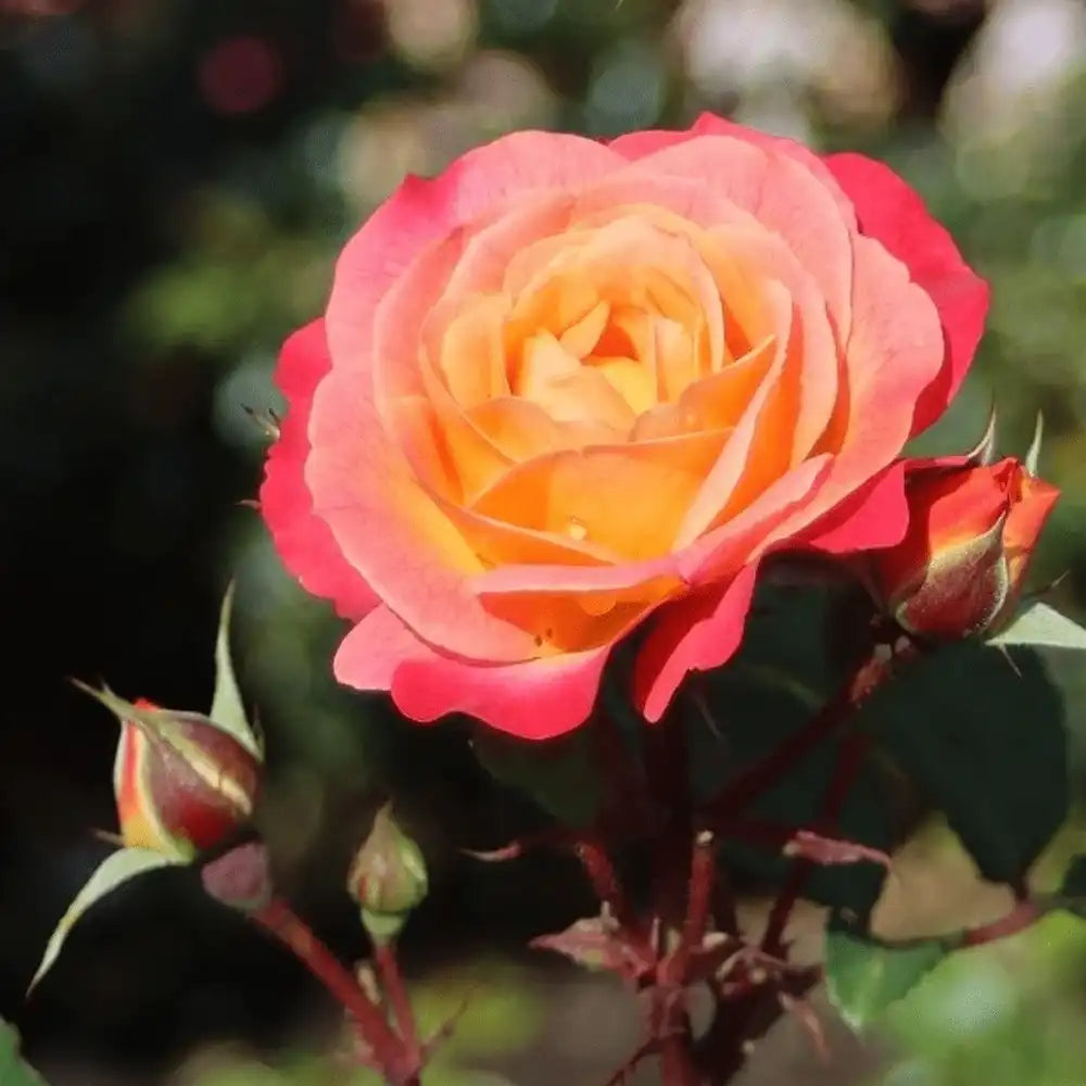 Trandafir Tufa apricot-roz-galben Tucan, cu inflorire repetata si parfum intens