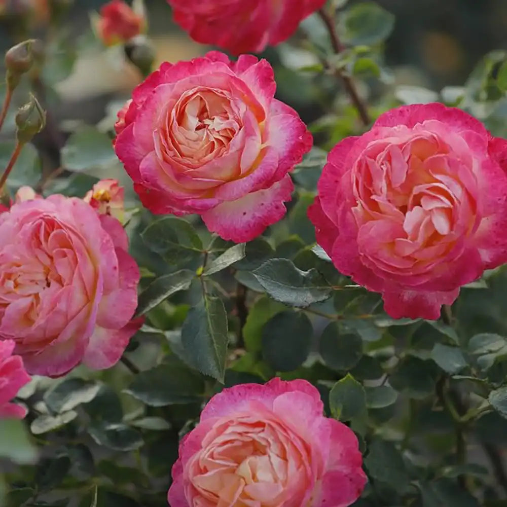 Trandafir Tufa apricot-roz-galben Tucan, cu inflorire repetata si parfum intens