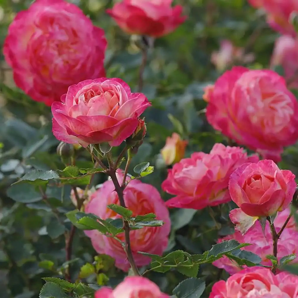 Trandafir Tufa apricot-roz-galben Tucan, cu inflorire repetata si parfum intens