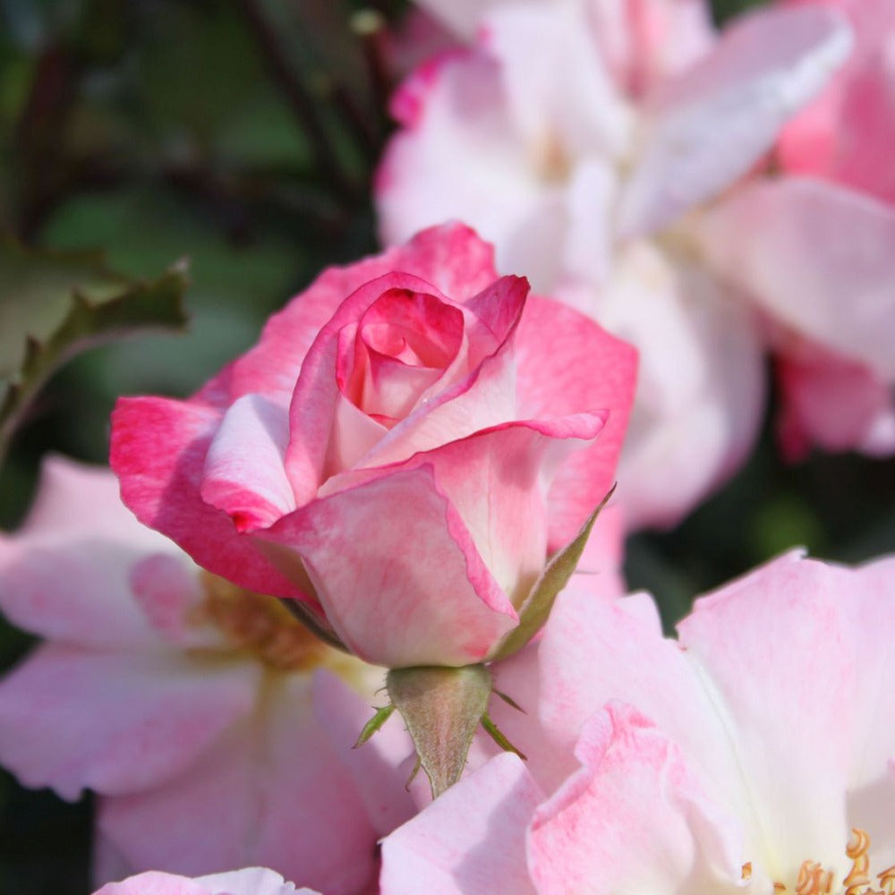 Trandafir Floribunda bicolor roz-alb crem Abigaile, inflorire repetata