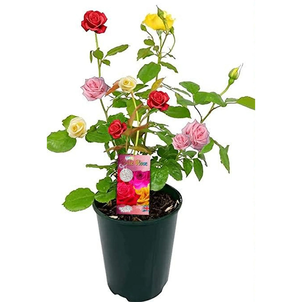 Trandafir Pitic tricolor Beau Monde, trei culori in ghiveci, flori parfumate si decorative