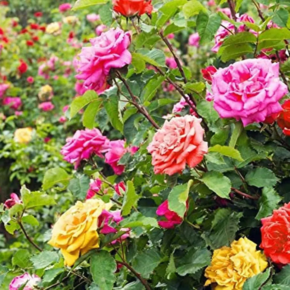 Trandafir Pitic tricolor Beau Monde, trei culori in ghiveci, flori parfumate si decorative