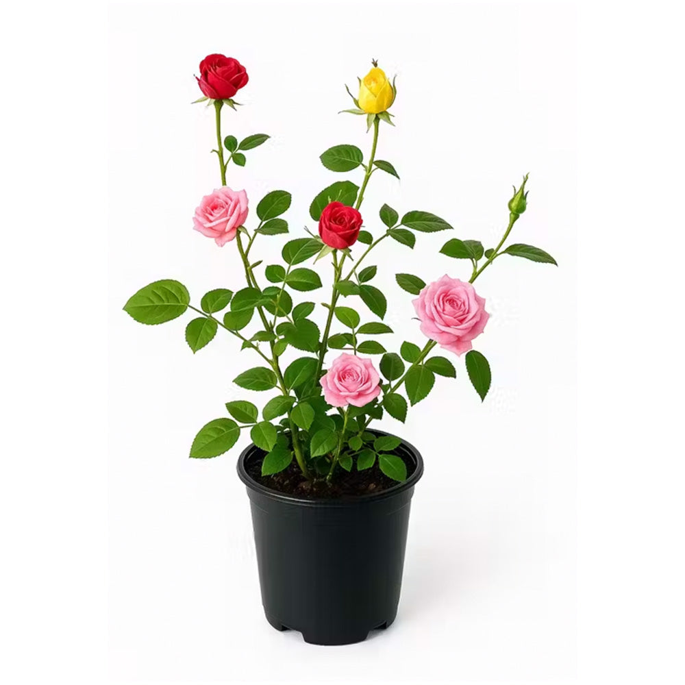 Trandafir Pitic tricolor Beau Monde, trei culori in ghiveci, flori parfumate si decorative