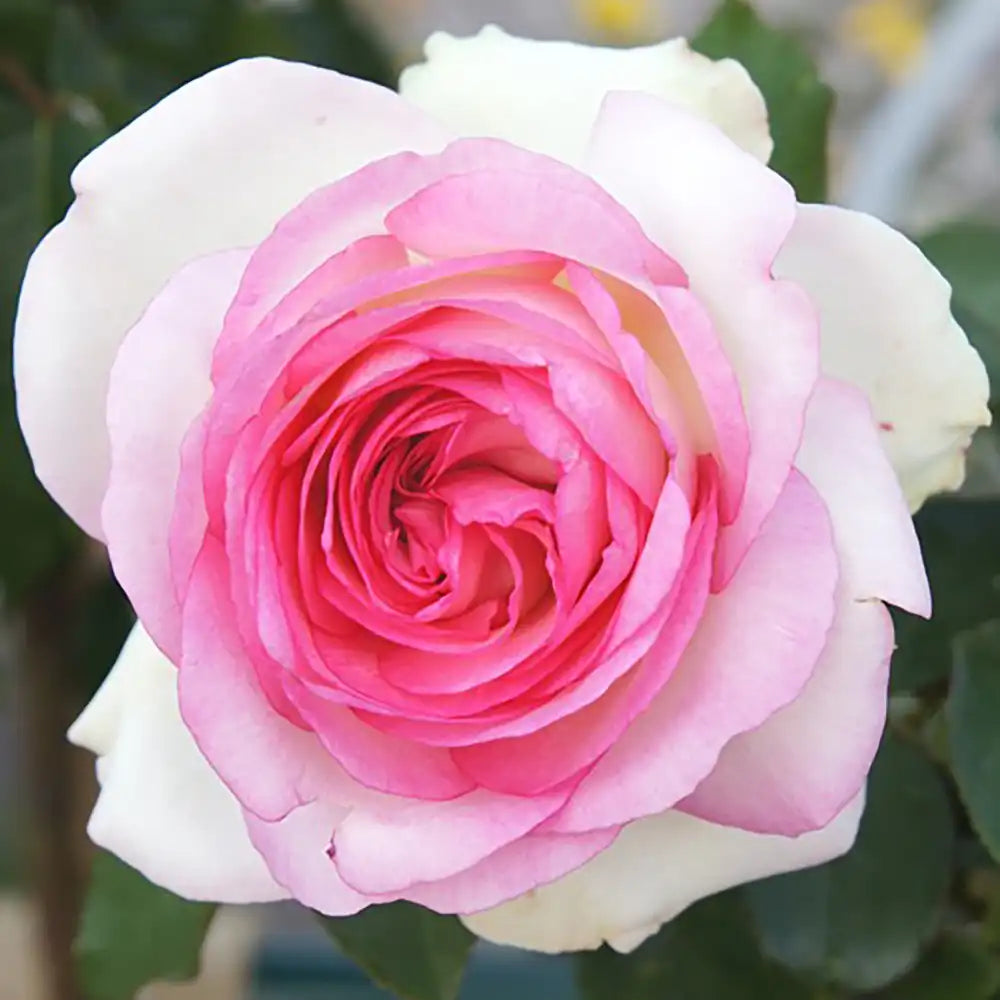 Trandafir Teahibrid roz-alb Biedermeier, cu inflorire repetata