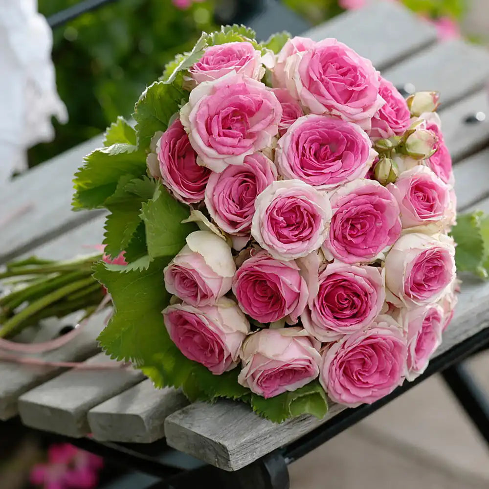 Trandafir Teahibrid roz-alb Biedermeier, cu inflorire repetata