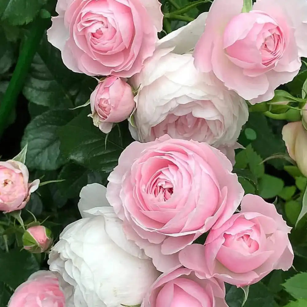 Trandafir Teahibrid roz-alb Biedermeier, cu inflorire repetata