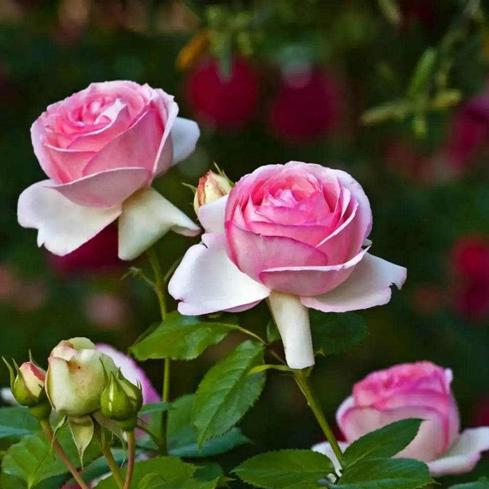 Trandafir Teahibrid roz-alb Biedermeier, cu inflorire repetata