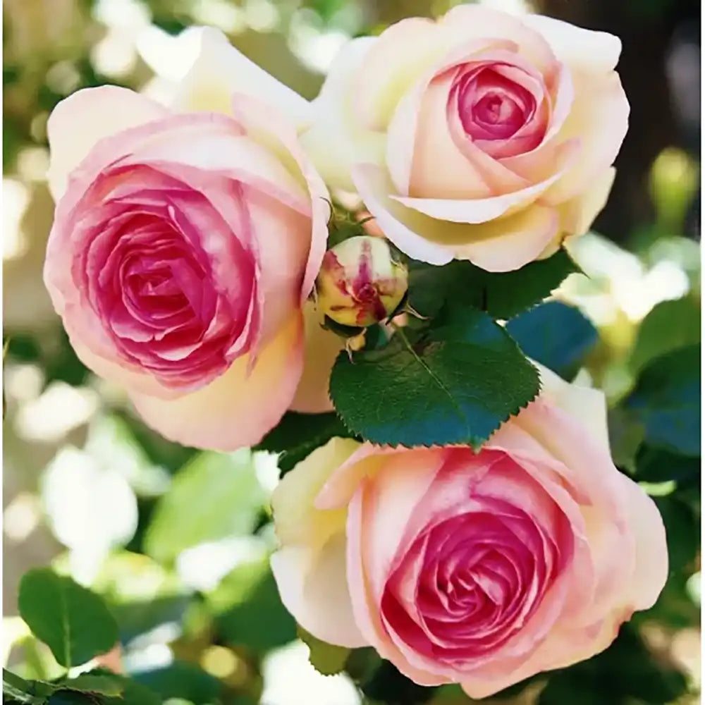 Trandafir Teahibrid roz-alb Biedermeier, cu inflorire repetata