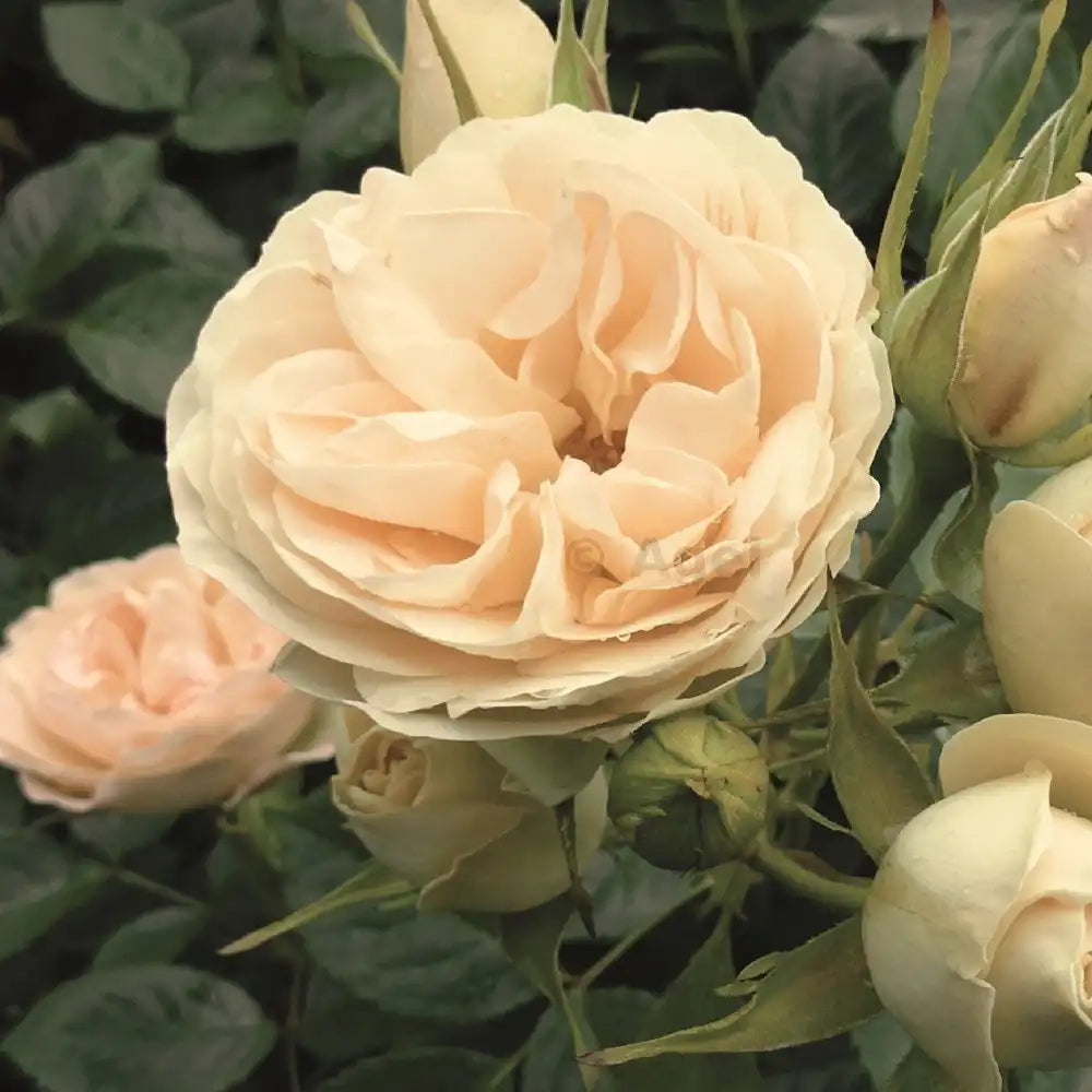 Trandafir Teahibrid crem-roz Champagne Rokoko, cu inflorire repetata si multiplu premiat