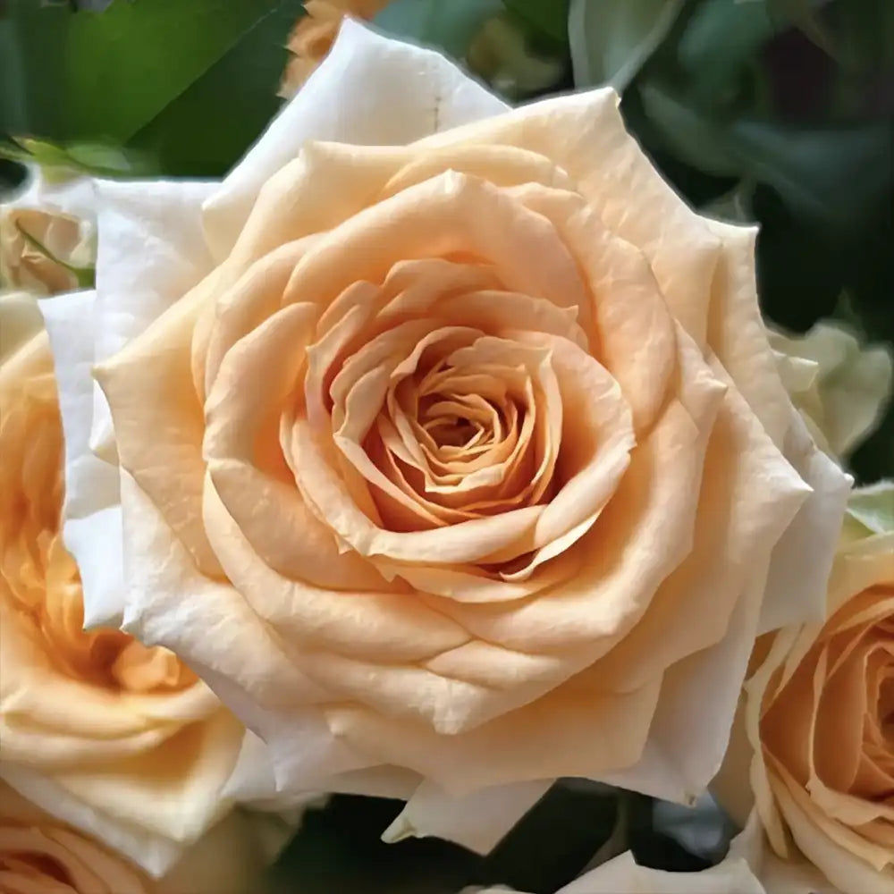 Trandafir Teahibrid crem-roz Champagne Rokoko, cu inflorire repetata si multiplu premiat