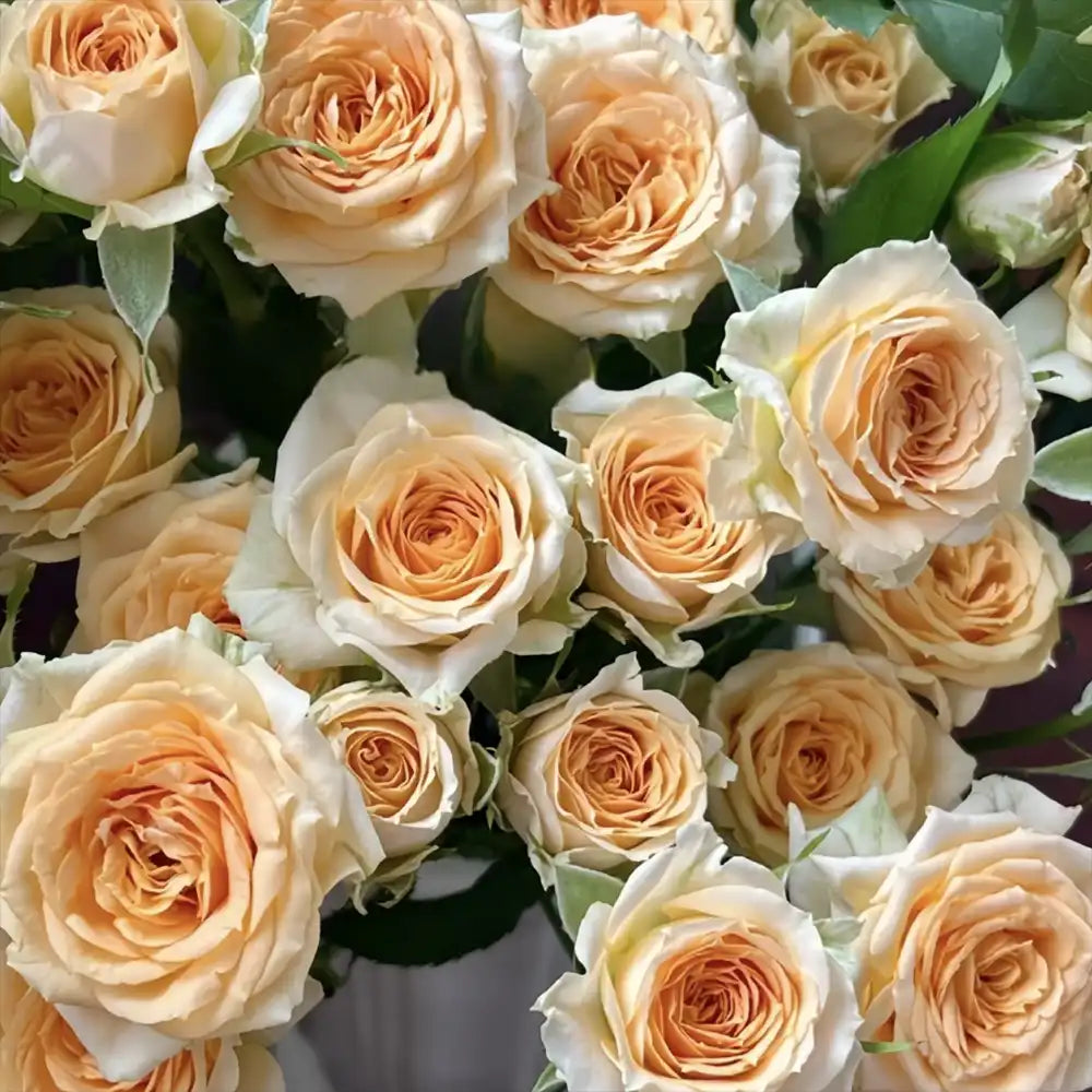 Trandafir Teahibrid crem-roz Champagne Rokoko, cu inflorire repetata si multiplu premiat