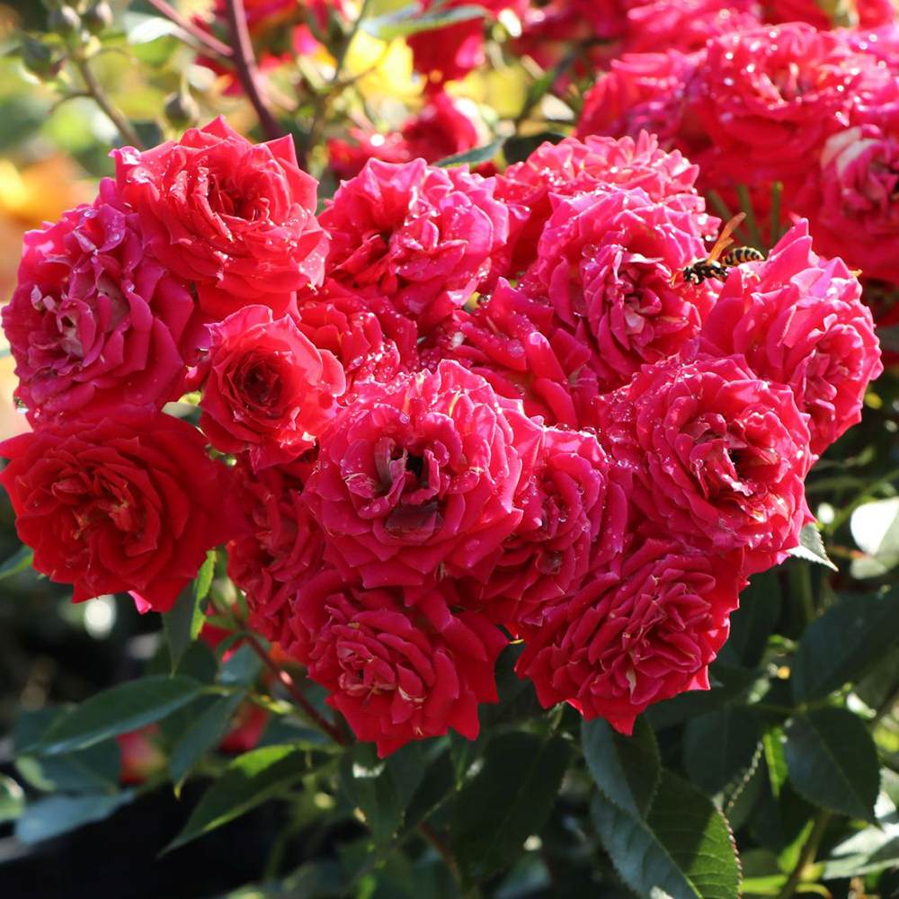 Trandafir pitic rosu deschis Chili Clementine, parfum intens