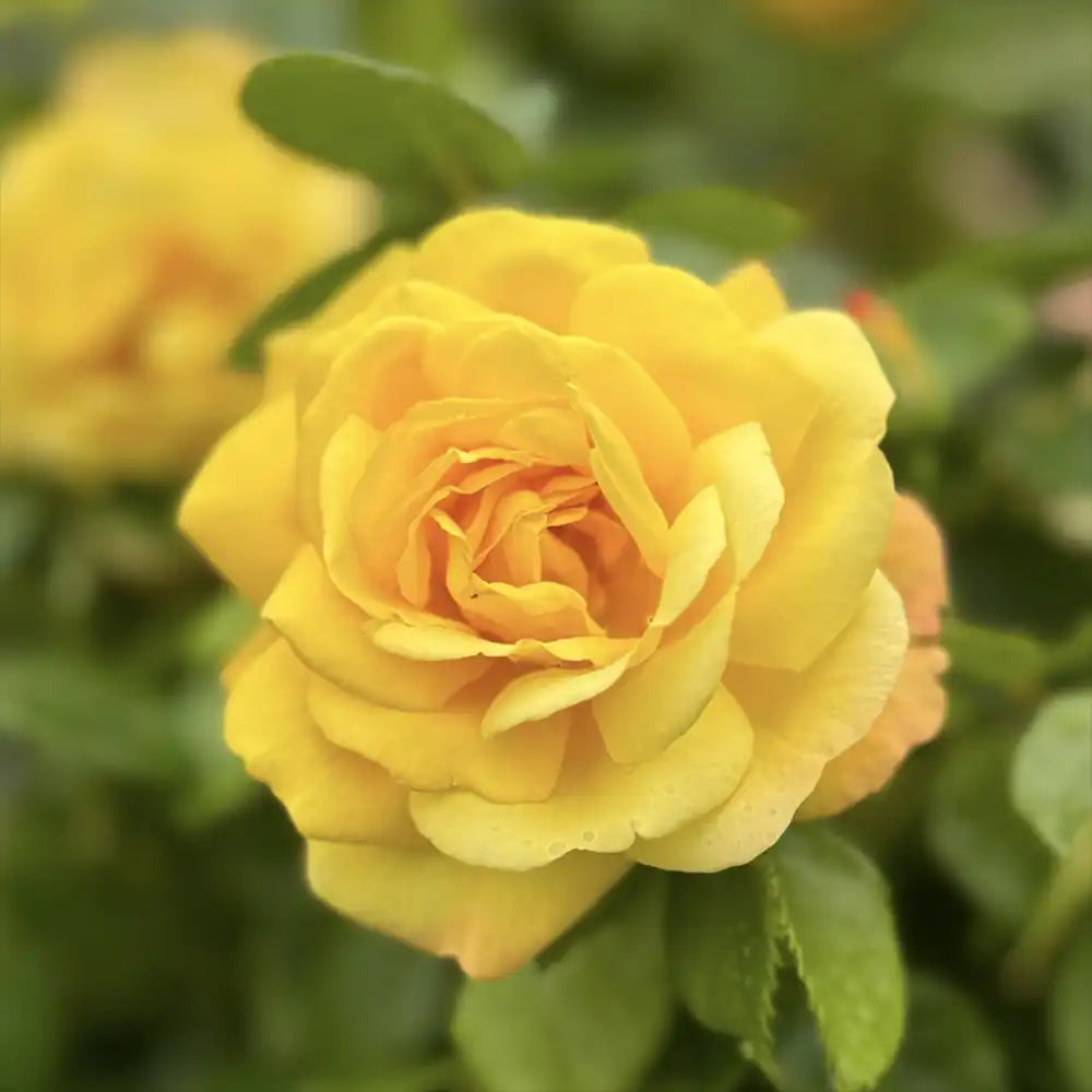 Trandafir Catarator galben-auriu Chinatown, inflorire repetata si parfum intens